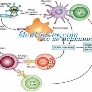 Клеточни елементи вроден имунитет. дендритични клетки