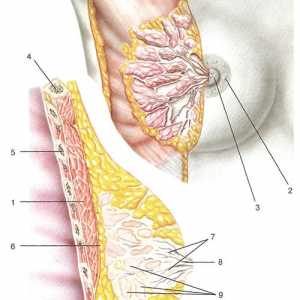 Клиничка анатомија на ѕидот на градниот кош и fasiy мобилните простори