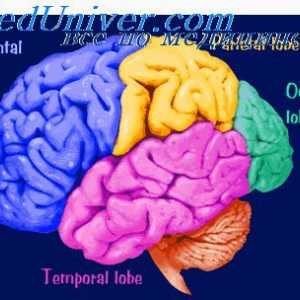 Мозочната кора. Физиолошка анатомија на церебралниот кортекс