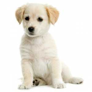 Третман на панкреатит кај кучиња: како и што да се третираат панкреасот?