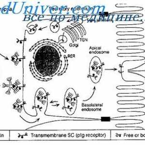 Мембрана имуноглобулини. површина антитело
