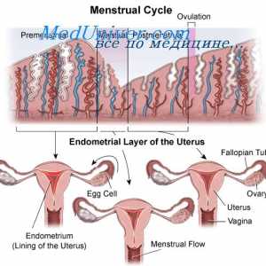 Anovulatory циклус. Адолесценцијата девојки и почетокот на менструацијата