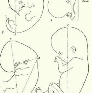 Методи за мерење на ембрионот. Растот на телото на ембрионот како целина