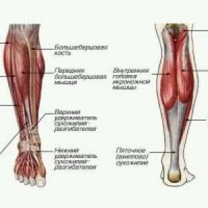 Теле мускули