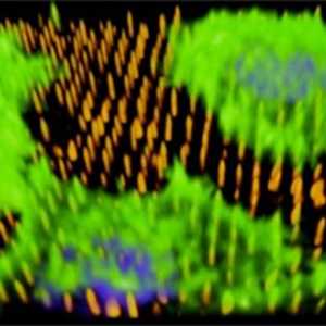 Nanotip да расте нови крвни садови
