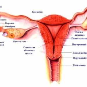 Женски надворешни гениталии, структура, анатомија