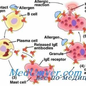 Наследни причини за алергии. генетика на атопија
