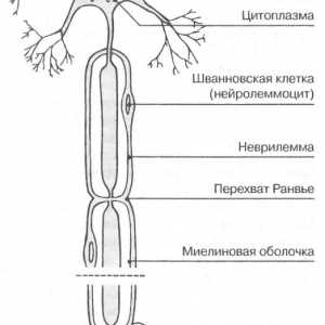 Нервните клетки неврони
