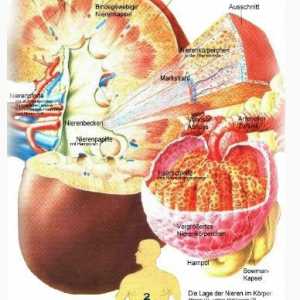 Антидиуретичен хормон и неговите функции. Атријален натриуретичен пептид
