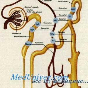 Tegmental мембрана е орган на Corti. Инервација на внатрешното уво