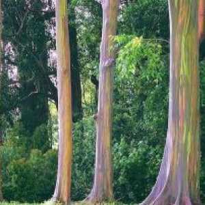 За прекурсори постојните дрвја