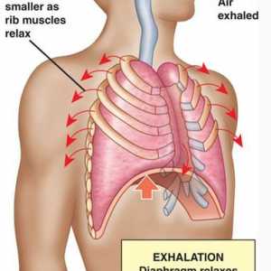 Размената на кислород во телото. транспорт на кислород од белите дробови до ткивата