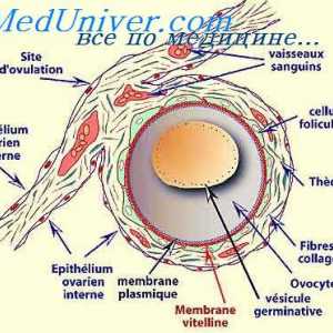Школка јајца. микроб клетки