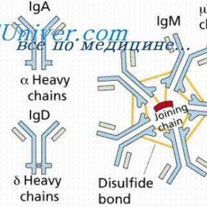 Konformennaya модел на имуни комплекси. Интеракцијата на антитела со антигени