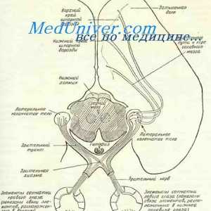 Формирањето на нервните ембрионот око. Патишта на визуелна центри на фетусот