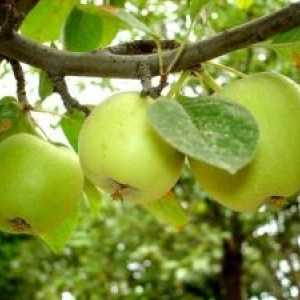 Потсекување и формирање јаболко slaboroslyh