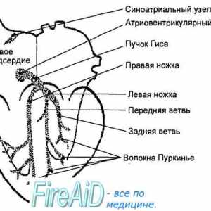 Одредување на феталната анатомски структури.