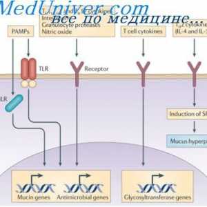 Симултан синтеза на различни имуноглобулини. Хематопоетски матични клетки