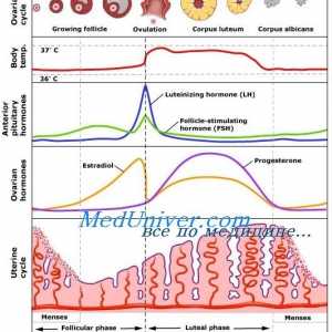 Овулаторна фаза на менструалниот циклус. регулатива
