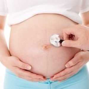Плацентата за време на бременоста