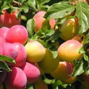Овошје и Бери култури и нивната структура