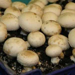 Покривање на почвата и поставување на печурки