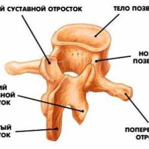 Попречни и spinous процеси на пршлени