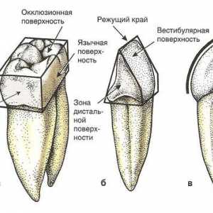 Површина на забот, заб со формулата