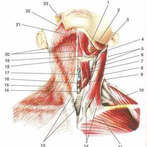 Површни мускулите на вратот