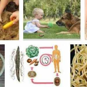 Причините за црви (хелминти, хелминти) во деца и возрасни