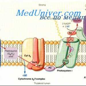Базалните метаболички стапка. Механизми за регулирање BMR