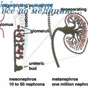 Pronephros ембрионот. феталниот mesonephros