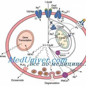 Антитуморна активност на дендритски клетки. Ефект Immunovac-sn-4 на вродениот имунитет