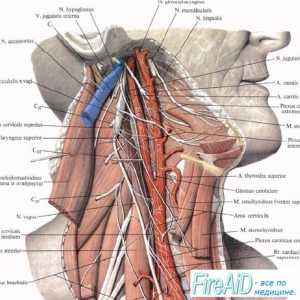 Проверка на функцијата на мускулите инервирани од додаток на нервите. Семиотиката порази xi двојки…