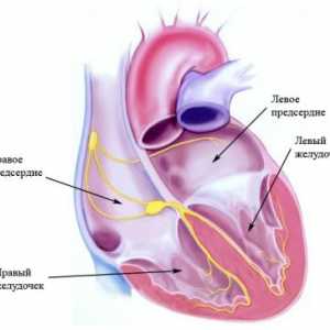 Срцева систем спроводливост