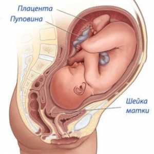 Грлото на матката и пред раѓањето, симптоми, знаци