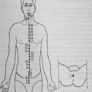 Локација и анатомија на точки на телото за аромотерапија. Zadnesredinny Меридијан du-мај