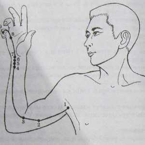 Локација и анатомија на точки на телото за аромотерапија. срцето Меридијан