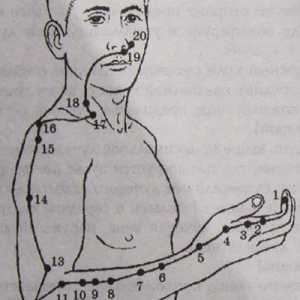 Локација и анатомија на точки на телото за аромотерапија. Meridian на дебелото црево
