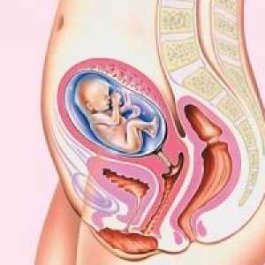Локација на внатрешните органи во текот на бременоста