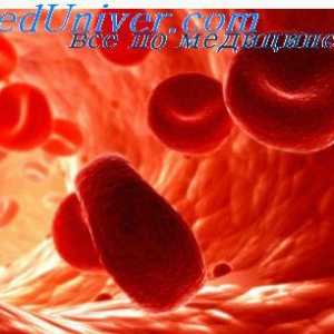 Еритроцитите. Структурата и составот на црвени крвни клетки