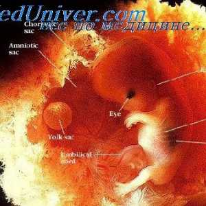 Развој на човечки ембриони. Студијата на ембриони и фетуси
