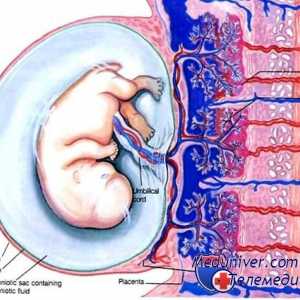Развојот на плацентата. Ангиогенеза и васкуларизација