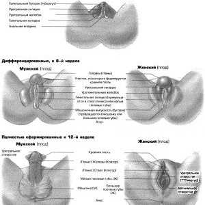 Развојот на половите органи кај фетусот со недели
