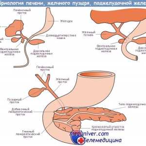 Развој на човечки панкреасот ембриогенезата, морфогенеза