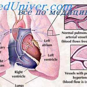 Развојот на внатрешното уво на фетусот. Формирање на аудитивни црево ембрион