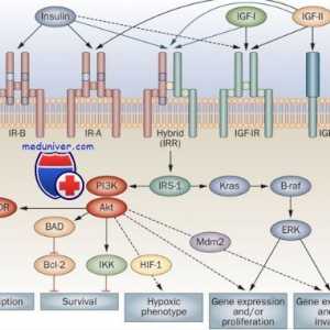 Рецептори со тирозин киназа активноста. Рецепторите за инсулин и фактори за раст