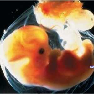 Рефлекси ембрионот. Малиот мозок и неговата функција во фетусот