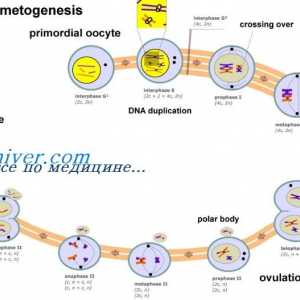 Регулирање на фоликулогенеза. Трансформирање на бета фактор на раст (TGF-b)