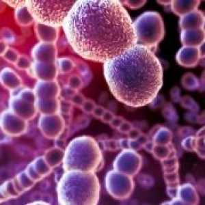 Rickettsia и rikketsiopodobnye микроорганизми: видови, болести, патогени
